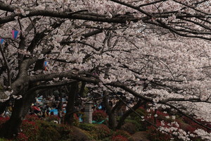 飛鳥山公園