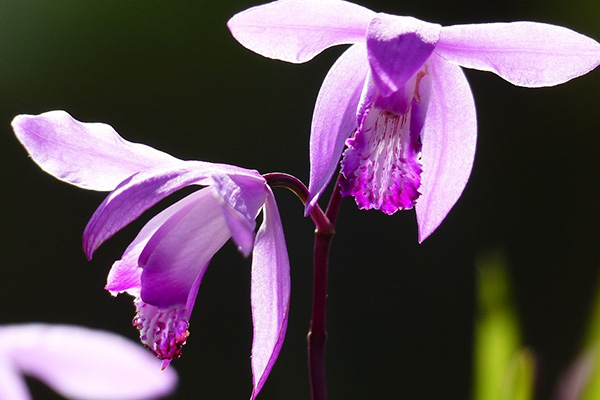 区の花「シラン」