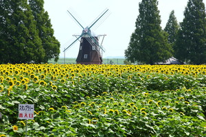 あけぼの山公園 - 柏市(千葉県)