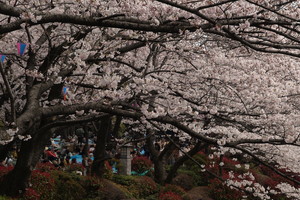 飛鳥山公園 - 北区(東京都)