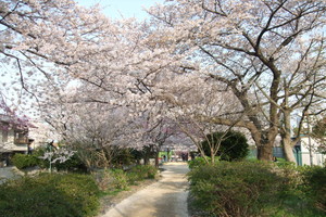 玉川上水 - 小平市（東京都）