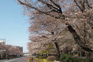 国立学園通り - 国立市(東京都)