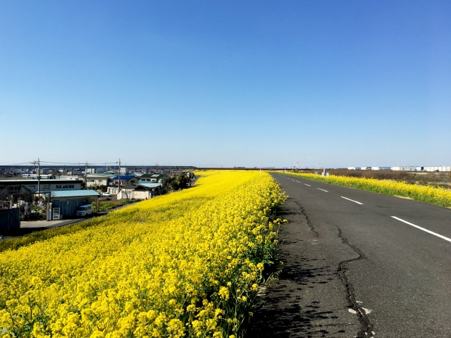 江戸川沿いの土手 - 三郷市(埼玉県)
