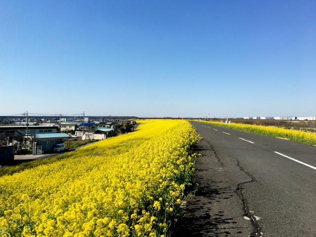 江戸川沿いの土手 - 三郷市（埼玉県）