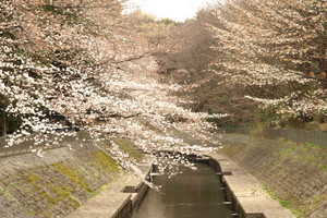 善福寺川公園 -杉並区（東京都）