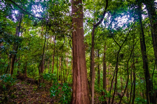 引地台公園