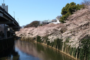 神田川の桜並木