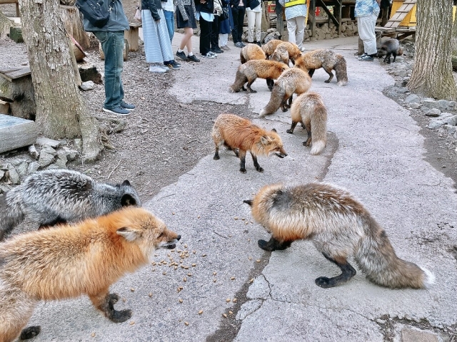 宮城蔵王キツネ村