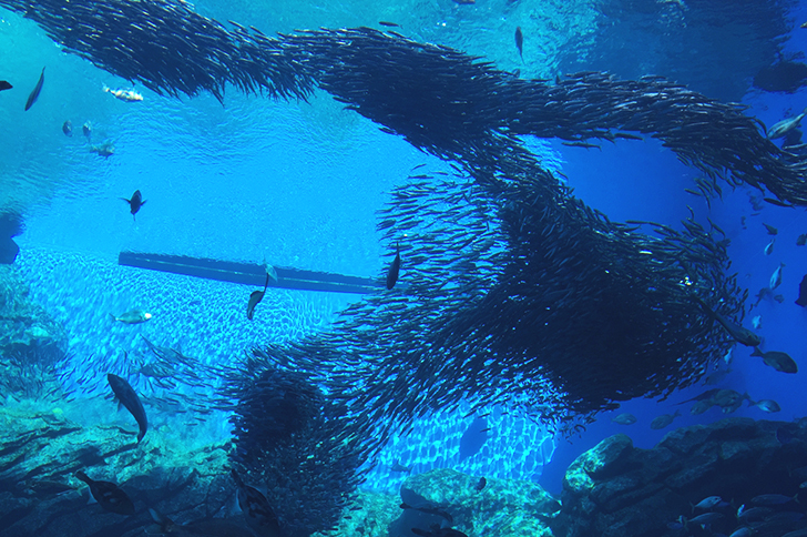 仙台うみの杜水族館