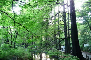 石神井公園