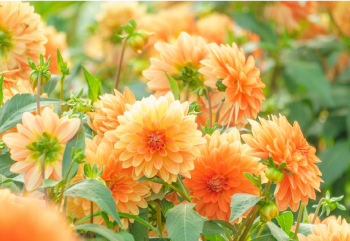 フローラル(花系)