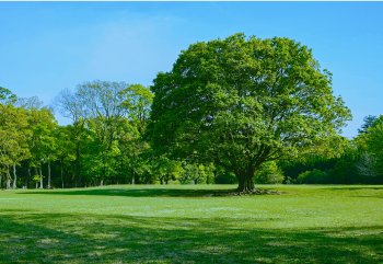 グリーン(森林)